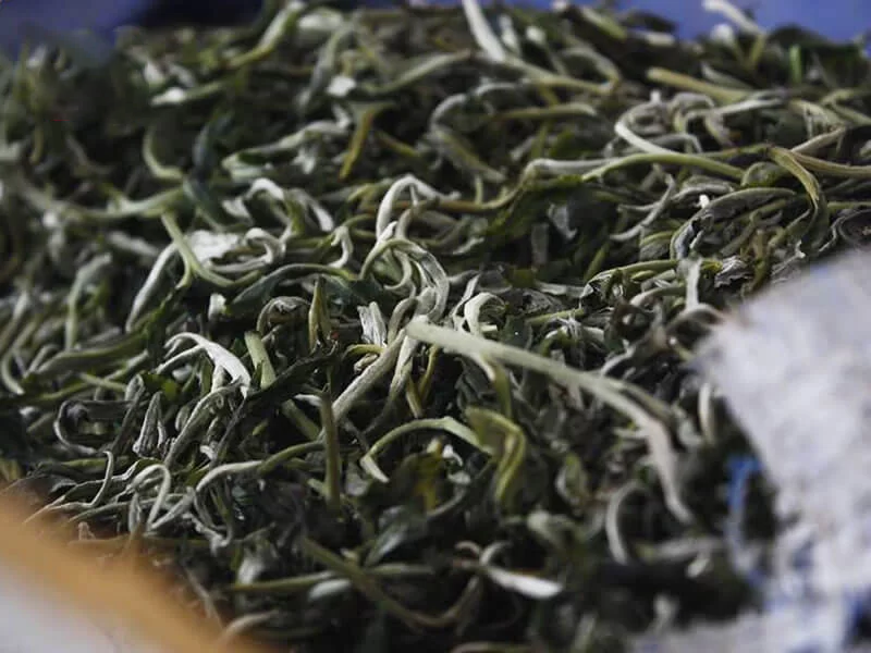 hồng trà shan tuyết là gì
