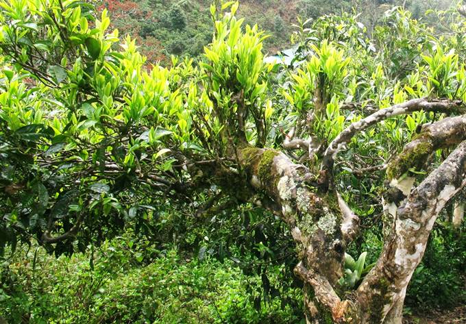 nguồn gốc trà shan tuyết cổ thụ