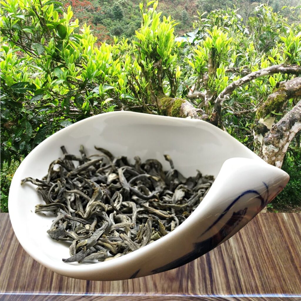 trà shan tuyết cổ thụ