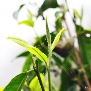 trà shan tuyết cổ thụ