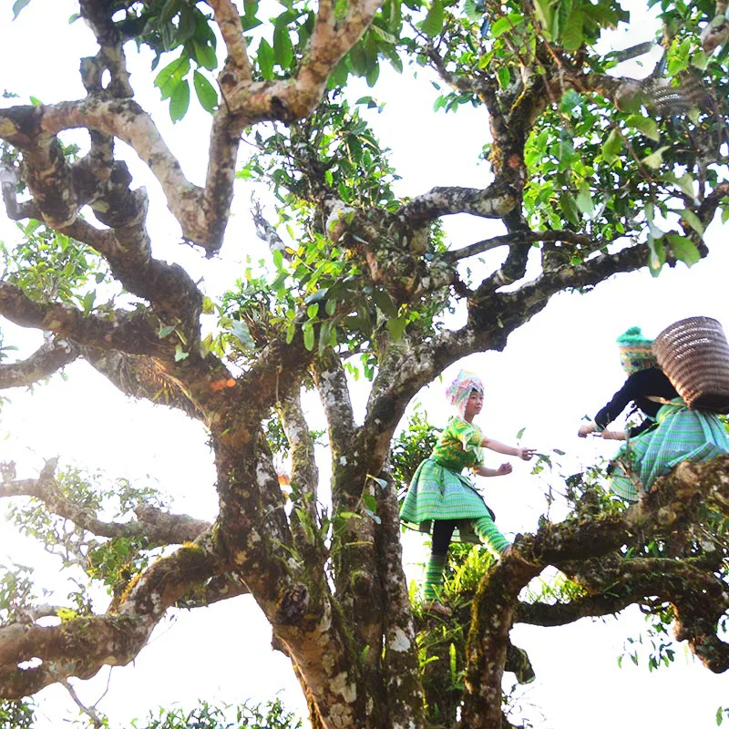 trà shan tuyết