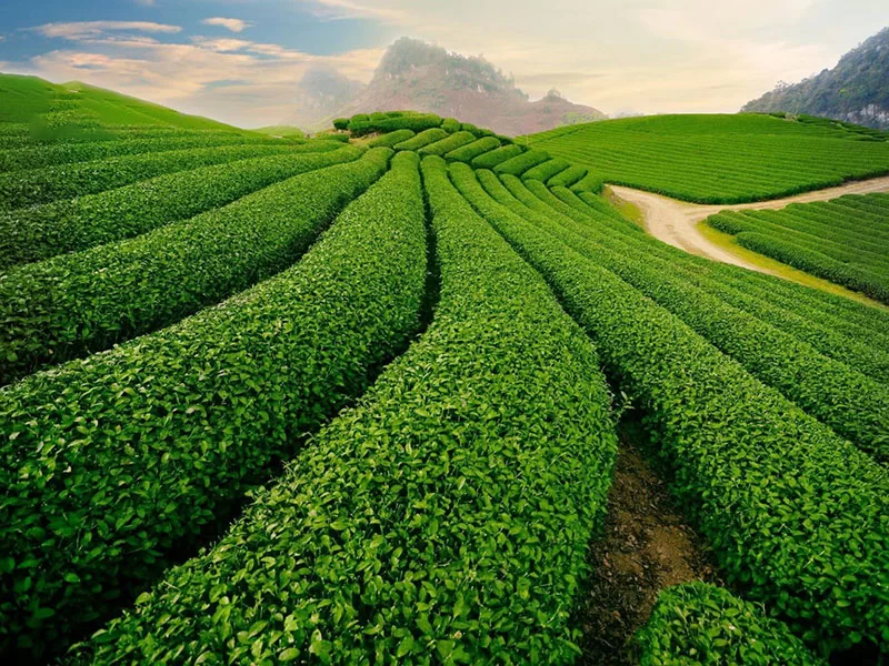 vùng trà lâm đồng