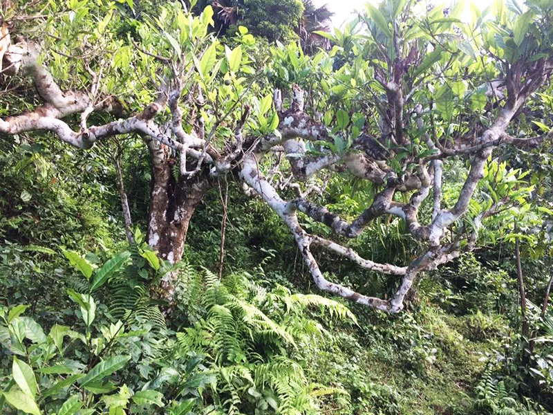 tây bắc