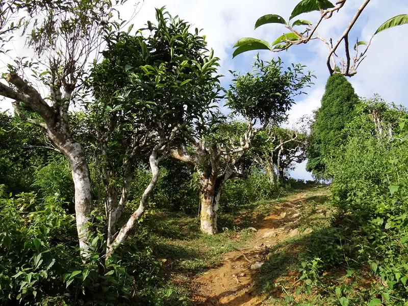 vùng trà tây bắc