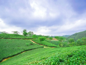 trà thái nguyên